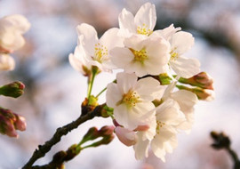 เรียนรู้วิทย์ ที่เกาะคิวชู (Kyushu) พารามิเตอร์รูปภาพ 1